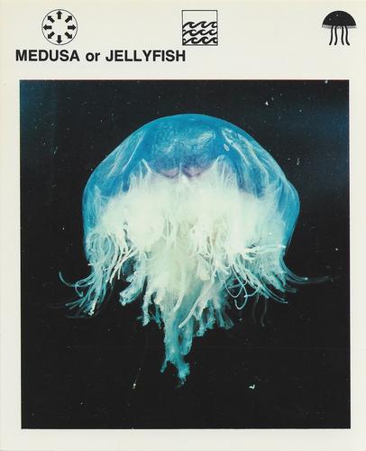 1975-80 Leisure Books Wildlife Treasury #6120-14 Medusa or Jellyfish Front