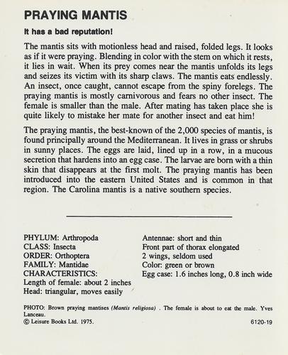 1975-80 Leisure Books Wildlife Treasury #6120-19 Praying Mantis Back