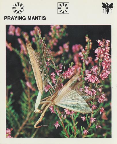 1975-80 Leisure Books Wildlife Treasury #6120-19 Praying Mantis Front