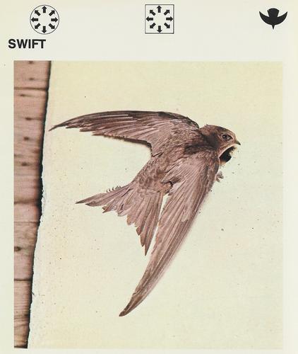 1975-80 Leisure Books Wildlife Treasury #6120-21 Swift Front
