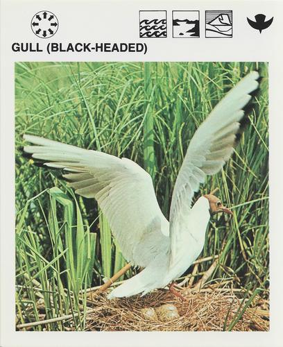 1975-80 Leisure Books Wildlife Treasury #6121-02 Gull (Black-Headed) Front