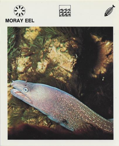 1975-80 Leisure Books Wildlife Treasury #6121-06 Moray Eel Front