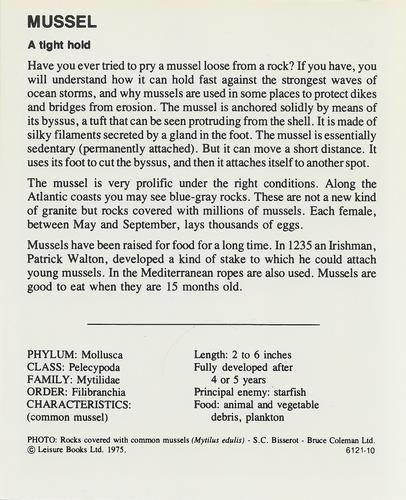 1975-80 Leisure Books Wildlife Treasury #6121-10 Mussel Back