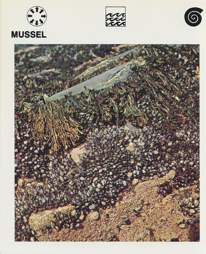 1975-80 Leisure Books Wildlife Treasury #6121-10 Mussel Front