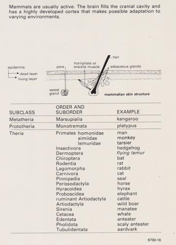 1975-80 Leisure Books Wildlife Treasury - Zoological Classifications #6700-16 Mammalia (Mammals) Back