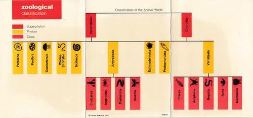 1975-80 Leisure Books Wildlife Treasury - Zoological Classifications #6700-17 Zoological Classification Chart Front