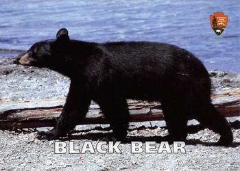 2017 Glacier National Park Conservancy #NNO Black Bear Front