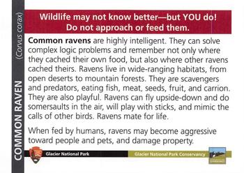 2017 Glacier National Park Conservancy #NNO Common Raven Back