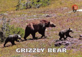 2017 Glacier National Park Conservancy #NNO Grizzly Bear Front