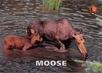 2017 Glacier National Park Conservancy #NNO Moose Front
