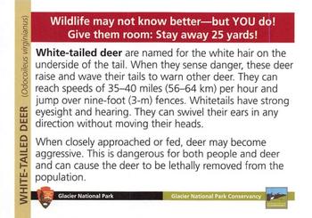 2017 Glacier National Park Conservancy #NNO White-Tailed Deer Back