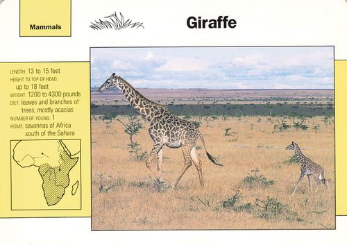 1991-95 Grolier Wildlife Adventure Cards #1.1 Giraffe Front