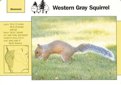 1991-95 Grolier Wildlife Adventure Cards #1.2 Western Gray Squirrel Front