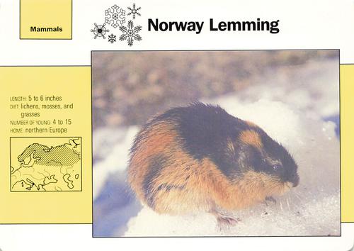 1991-95 Grolier Wildlife Adventure Cards #1.4 Norway Lemming Front