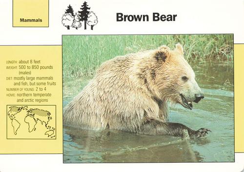 1991-95 Grolier Wildlife Adventure Cards #1.5 Brown Bear Front