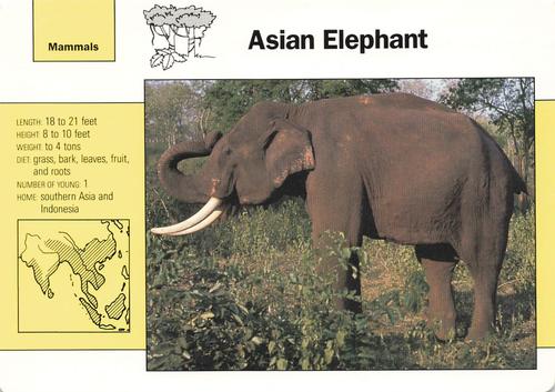 1991-95 Grolier Wildlife Adventure Cards #1.6 Asian Elephant Front