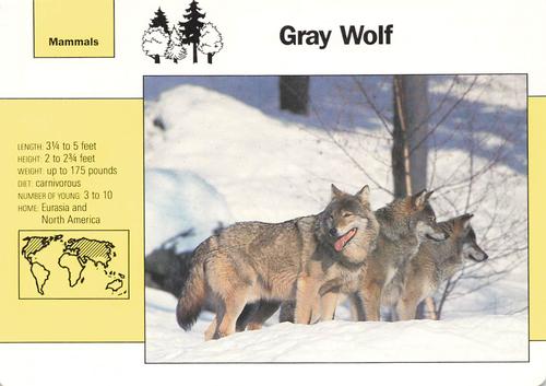 1991-95 Grolier Wildlife Adventure Cards #1.7 Gray Wolf Front
