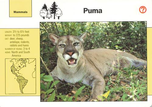 1991-95 Grolier Wildlife Adventure Cards #1.8 Puma Front
