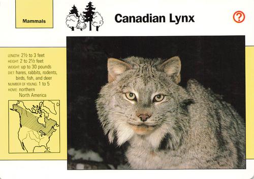 1991-95 Grolier Wildlife Adventure Cards #1.9 Canadian Lynx Front