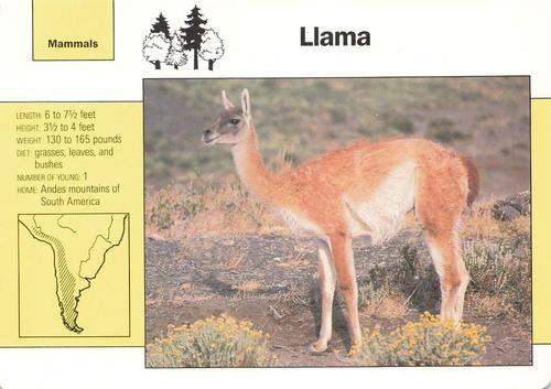 1991-95 Grolier Wildlife Adventure Cards #1.10 Llama Front