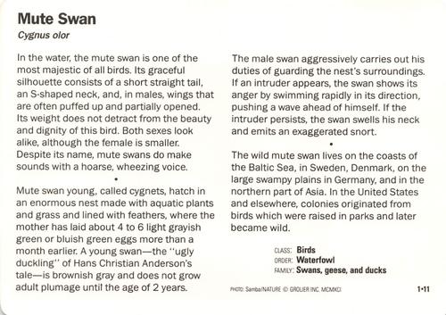 1991-95 Grolier Wildlife Adventure Cards #1.11 Mute Swan Back
