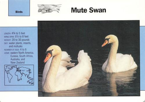 1991-95 Grolier Wildlife Adventure Cards #1.11 Mute Swan Front