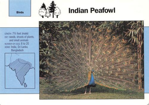 1991-95 Grolier Wildlife Adventure Cards #1.12 Indian Peafowl Front
