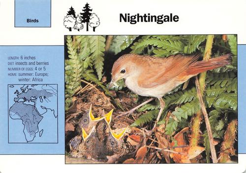 1991-95 Grolier Wildlife Adventure Cards #1.14 Nightingale Front