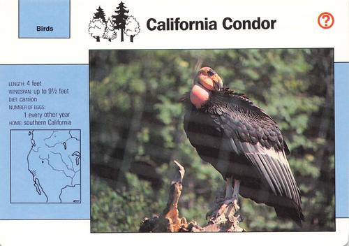 1991-95 Grolier Wildlife Adventure Cards #1.15 California Condor Front