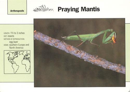 1991-95 Grolier Wildlife Adventure Cards #1.17 Praying Mantis Front