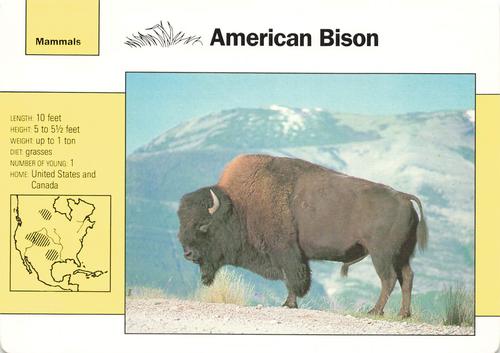 1991-95 Grolier Wildlife Adventure Cards #2.1 American Bison Front