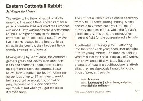 1991-95 Grolier Wildlife Adventure Cards #2.2 Eastern Cottontail Rabbit Back