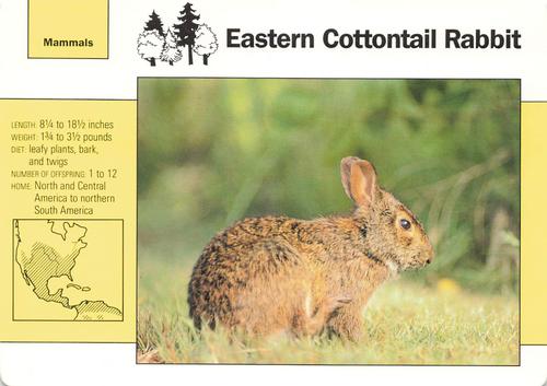 1991-95 Grolier Wildlife Adventure Cards #2.2 Eastern Cottontail Rabbit Front