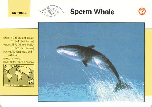 1991-95 Grolier Wildlife Adventure Cards #2.4 Sperm Whale Front