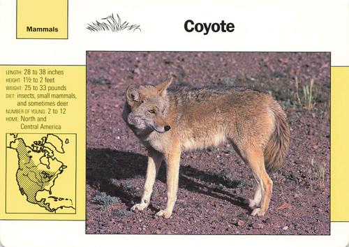 1991-95 Grolier Wildlife Adventure Cards #2.7 Coyote Front