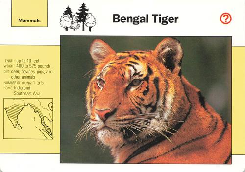 1991-95 Grolier Wildlife Adventure Cards #2.8 Bengal Tiger Front