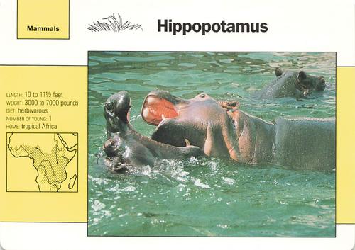 1991-95 Grolier Wildlife Adventure Cards #2.9 Hippopotamus Front