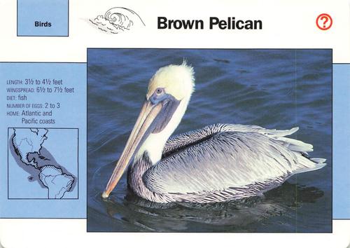 1991-95 Grolier Wildlife Adventure Cards #2.11 Brown Pelican Front