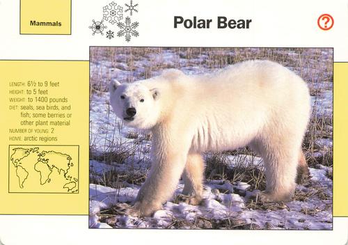 1991-95 Grolier Wildlife Adventure Cards #3.3 Polar Bear Front