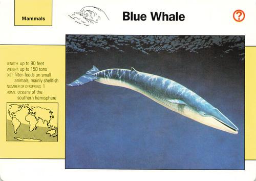 1991-95 Grolier Wildlife Adventure Cards #3.4 Blue Whale Front