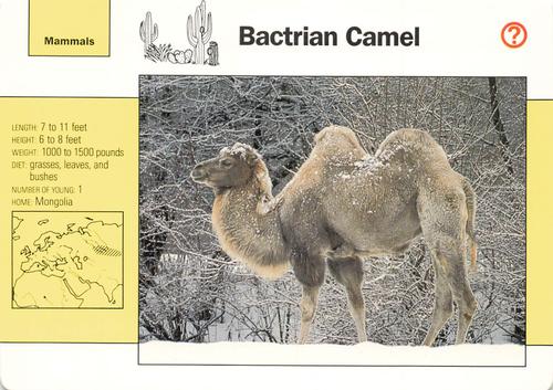 1991-95 Grolier Wildlife Adventure Cards #3.5 Bactrian Camel Front