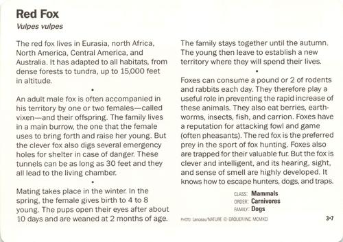 1991-95 Grolier Wildlife Adventure Cards #3.7 Red Fox Back