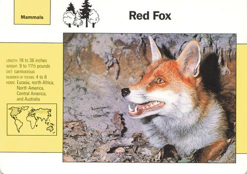1991-95 Grolier Wildlife Adventure Cards #3.7 Red Fox Front