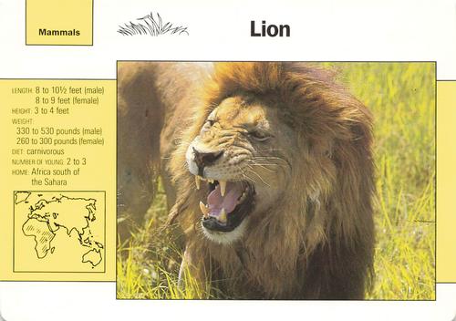 1991-95 Grolier Wildlife Adventure Cards #3.8 Lion Front