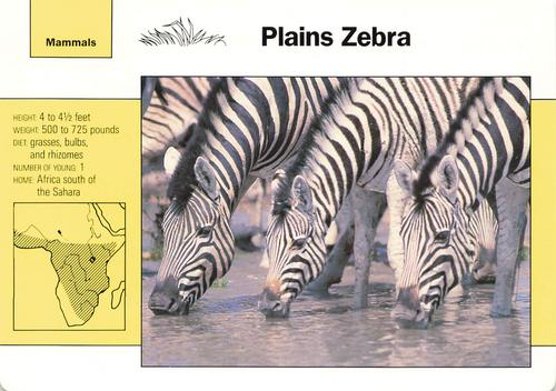 1991-95 Grolier Wildlife Adventure Cards #3.9 Plains Zebra Front