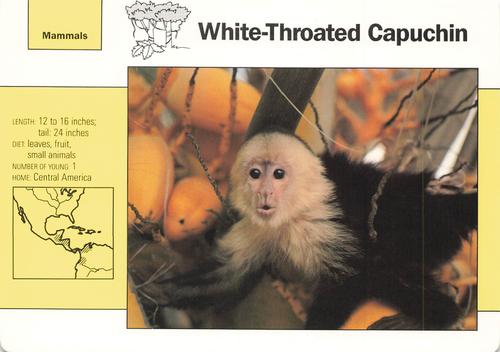 1991-95 Grolier Wildlife Adventure Cards #3.10 White-Throated Capuchin Front