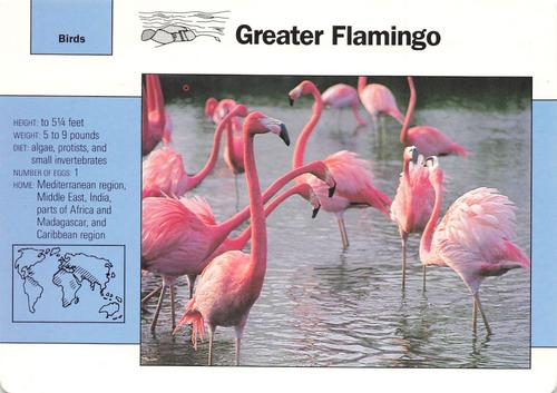 1991-95 Grolier Wildlife Adventure Cards #3.11 Greater Flamingo Front
