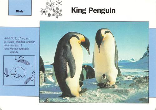 1991-95 Grolier Wildlife Adventure Cards #3.12 King Penguin Front