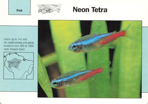 1991-95 Grolier Wildlife Adventure Cards #3.17 Neon Tetra Front