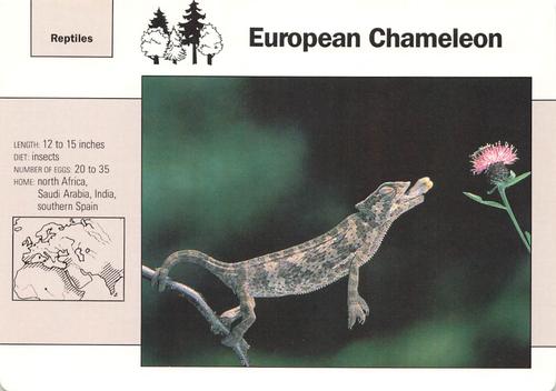 1991-95 Grolier Wildlife Adventure Cards #3.18 European Chameleon Front